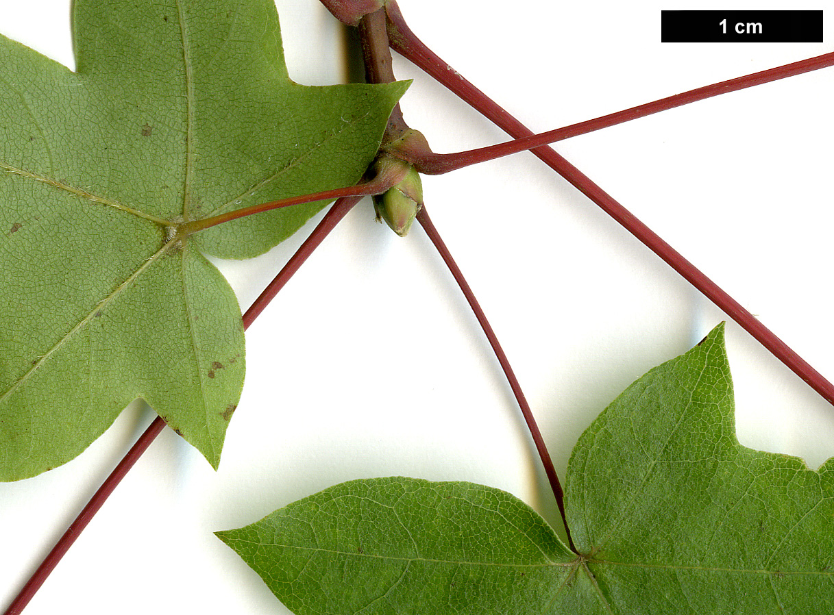 High resolution image: Family: Sapindaceae - Genus: Acer - Taxon: ×zoeschense (A.campestre × A.cappadocicum subsp. lobelii)